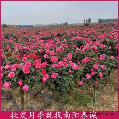1公分獨桿月季樹-1公分獨桿月季樹價格-春誠月季(推薦商家)