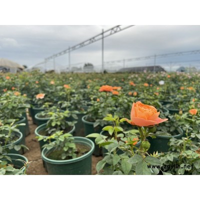 批發大花月季養護-九江大花月季養護-月季基地供應月季苗