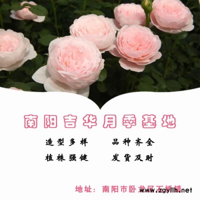 景區(qū)樹狀月季批發(fā)-吉華月季(在線咨詢)-樹狀月季批發(fā)