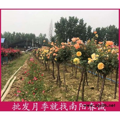 4公分獨桿月季樹培育基地-春誠月季(推薦商家)
