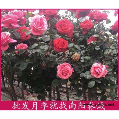 大花樹狀月季樹培育基地-大花樹狀月季樹-南陽(yáng)春誠(chéng)月季之鄉(xiāng)