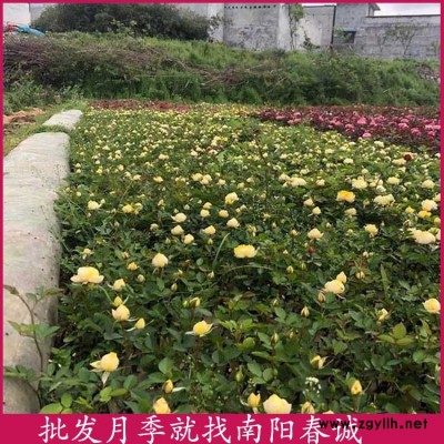 玫瑰月季種苗-春誠(chéng)現(xiàn)挖現(xiàn)賣-玫瑰月季種苗批發(fā)