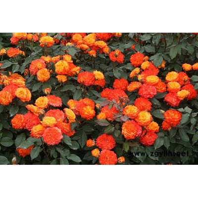 南陽豐花月季批發報價-豐花月季批發報價-月季基地供應月季苗