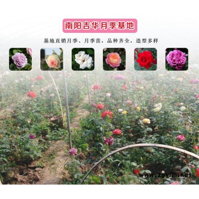 八公分樹狀月季花苗-吉華月季造型多樣-朔州八公分樹狀月季