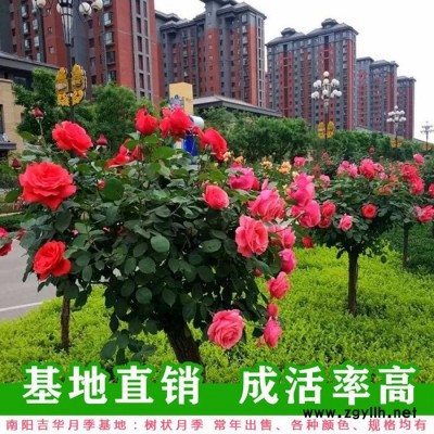 五公分樹狀月季價格-平谷區(qū)五公分樹狀月季-吉華月季長期供應(yīng)