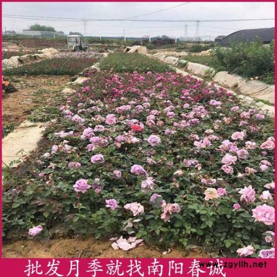 月季花苗出售-月季花苗-春誠(chéng)月季3到10公分(查看)