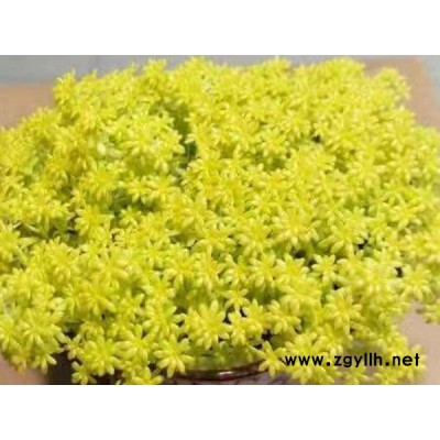 黃金萬年草種植產地-韻可園林(在線咨詢)-德州黃金萬年草