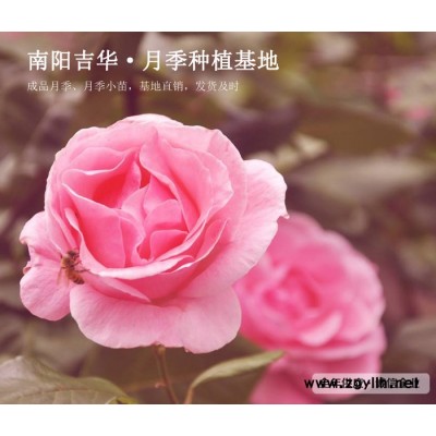 十堰六公分樹狀月季-吉華月季送貨上門-六公分樹狀月季花苗