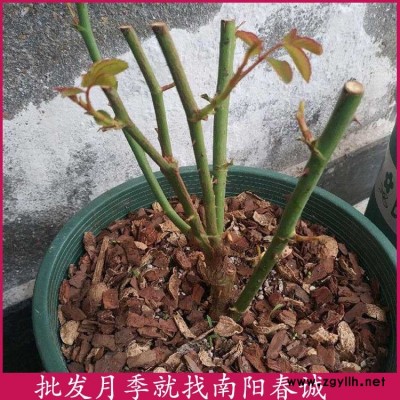 高桿月季扦插苗出售-南陽(yáng)春誠(chéng)月季之鄉(xiāng)-高桿月季扦插苗