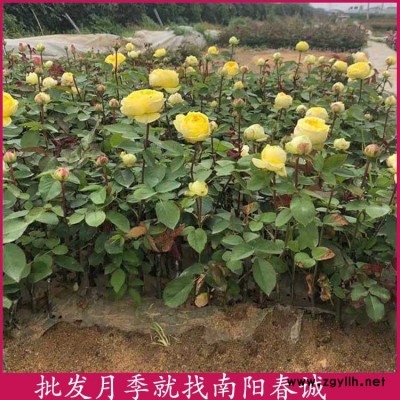 豐花月季小苗基地-豐花月季小苗-春誠(chéng)基地月季價(jià)格便宜(查看)