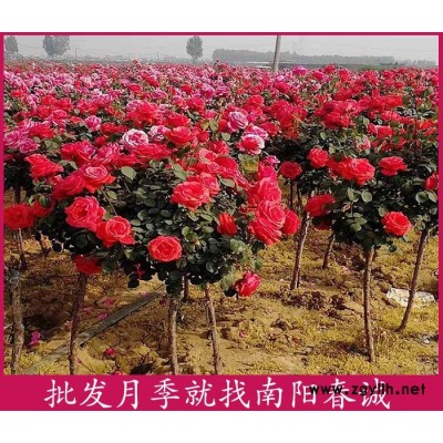 玫瑰獨(dú)桿月季樹-春誠(chéng)現(xiàn)挖現(xiàn)賣-玫瑰獨(dú)桿月季樹基地