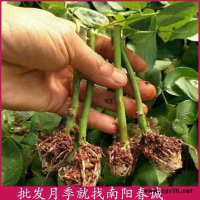 南陽(yáng)春誠(chéng)月季基地直銷-樹狀月季裸根苗培育基地-樹狀月季裸根苗