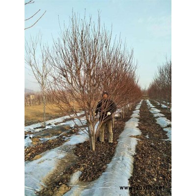 美國紅點紅楓-美國紅點紅楓哪家好-韻可園林(誠信商家)