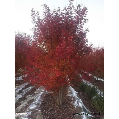 美國紅點紅楓價格-美國紅點紅楓-韻可園林