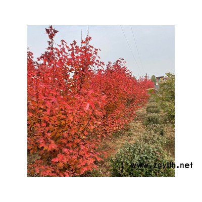 韻可園林(圖)-美國紅點紅楓基地-美國紅點紅楓