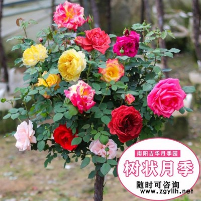 樹狀月季批發(fā)-高桿樹狀月季批發(fā)-吉華月季(推薦商家)