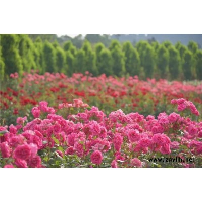 南陽(yáng)月季基地(圖)-微型月季樹(shù)花-邢臺(tái)月季樹(shù)花