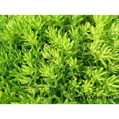 綏化金葉佛甲草-韻可園林-金葉佛甲草種植基地