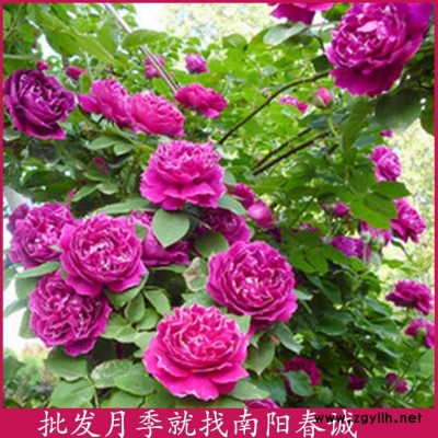 南陽春誠樹狀月季(圖)-精品爬藤月季培育基地-精品爬藤月季