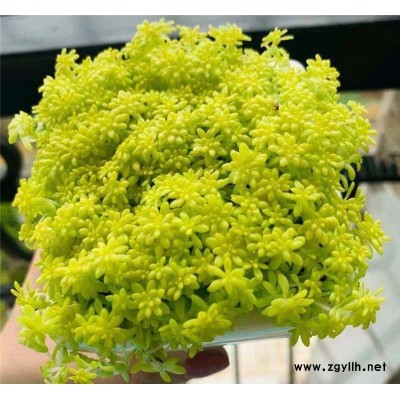 湘西黃金萬年草-黃金萬年草綠化苗基地-韻可園林(推薦商家)