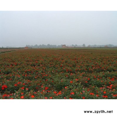 南陽(yáng)盆花月季根 5公分盆花月季的品種 基地供應(yīng)盆花月季價(jià)格