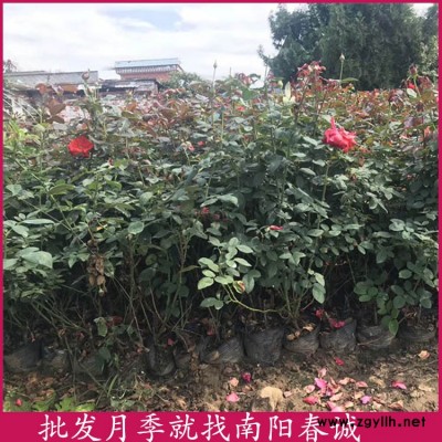 豐花盆栽月季多少錢一棵-豐花盆栽月季-南陽(yáng)春誠(chéng)樹狀月季