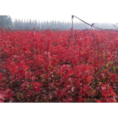 紅點紅楓品種-蘭州紅點紅楓-泰安韻可園林(查看)