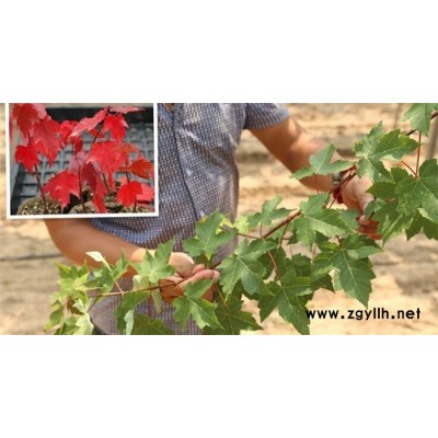 洛陽紅點紅楓-韻可園林綠化-紅點紅楓廠家