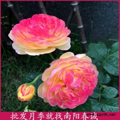 玫瑰藤本月季價(jià)格-春誠(chéng)月季3到10公分-玫瑰藤本月季