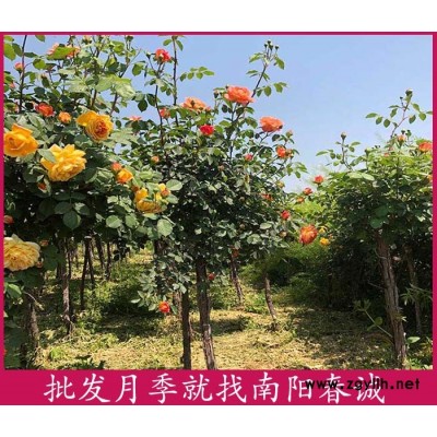 5公分樹狀月季樹-南陽(yáng)春誠(chéng)月季基地直銷-5公分樹狀月季樹價(jià)格
