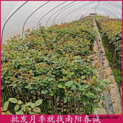 玫瑰棒棒糖月季樹價(jià)格-南陽(yáng)春誠(chéng)月季之鄉(xiāng)-玫瑰棒棒糖月季樹