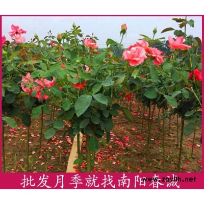 各種花色樹狀月季樹基地-各種花色樹狀月季樹-春誠(chéng)月季現(xiàn)選現(xiàn)挖