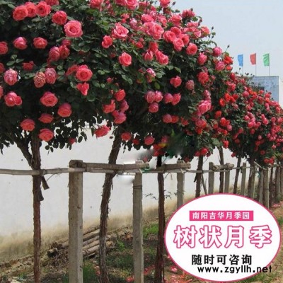 房山區(qū)八公分樹狀月季-吉華月季小苗價格-八公分樹狀月季批發(fā)