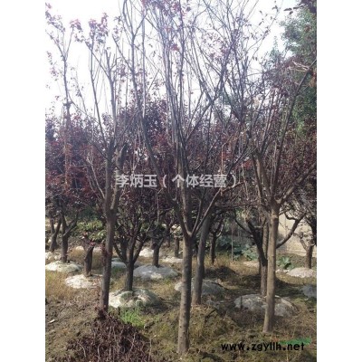 精品高桿桂花、樹形籠口、飽滿、圓潤，成都大量供應(yīng)高桿精品桂花
