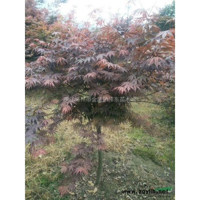 大小規(guī)格櫸樹基地 優(yōu)質(zhì)特價櫸樹供應(yīng)商 18公分精品櫸樹