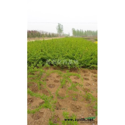 江蘇沭陽荷花價格優(yōu)惠/江蘇荷花哪里便宜