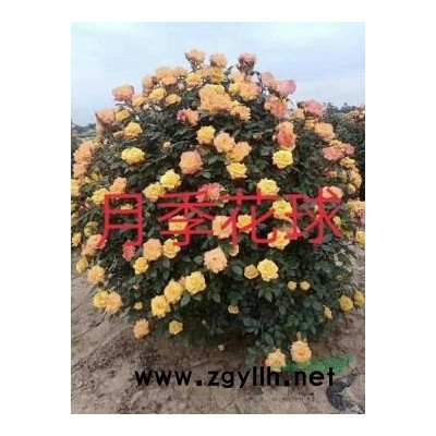 茶花茶梅