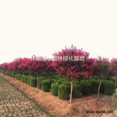 竹子基地，出售各種規(guī)格竹子，品種*