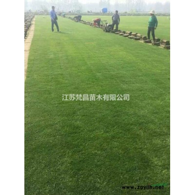 大量供應八角金盤 八角金盤基地