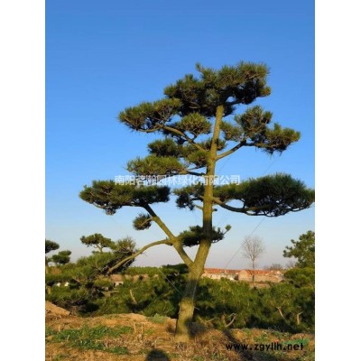 大規格精品叢生石榴供應