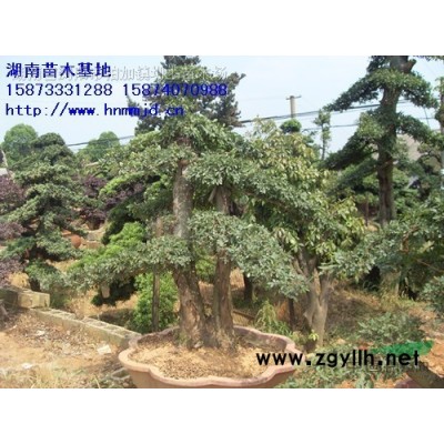 雞爪槭 雞爪槭價(jià)格 雞爪楓  *選瀏陽(yáng)澤云苗木合作社
