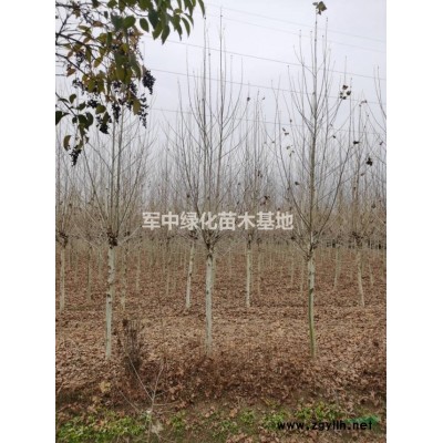 火棘工程用苗！火棘價格、火棘行情、火棘圖片