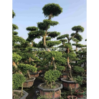 炮仗花鞭炮花價格爬藤炮仗花供應 *庭院植物工程綠化炮仗