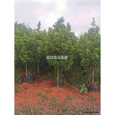 云南廠家基地供應 繡球花  品種優良 花色多，規格齊