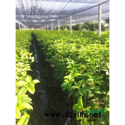 無刺枸骨毛球，冠40-120數(shù)量20萬棵左右