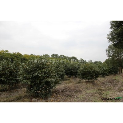 茶梅，浙江茶梅供應(yīng)，茶梅價(jià)格，茶梅圖片，浙江茶梅價(jià)格