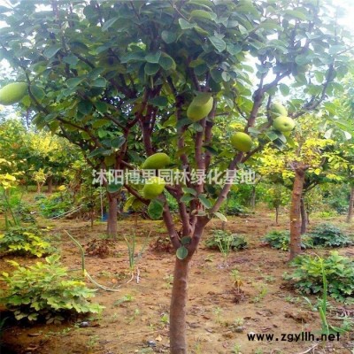 無刺骨批發(fā)/無刺骨基地/規(guī)格*