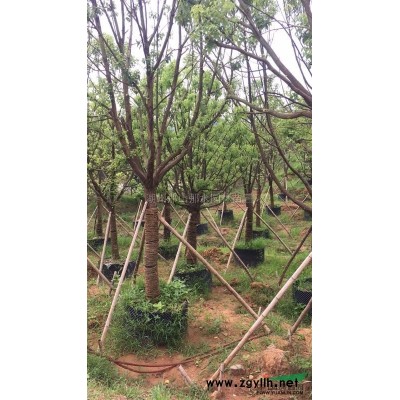 優(yōu)質(zhì)香樟苗*新價格/優(yōu)質(zhì)香樟苗報價