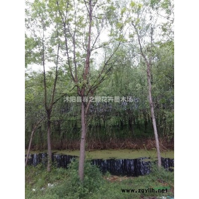 供應金葉女貞 金葉女貞價格