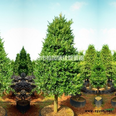 瀏陽中華蚊母造型樹/*優質中華蚊母/湖南精品中華蚊母